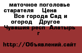 маточное поголовье старателя  › Цена ­ 3 700 - Все города Сад и огород » Другое   . Чувашия респ.,Алатырь г.